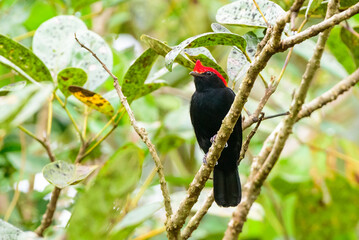 fotos de natureza pantanal brasil
