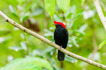 fotos de natureza pantanal brasil