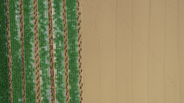 農業と自然の風景を表現しています。農業は、私たちの生活に欠かせないものです。農業によって、私たちは食料を得ることができます。また、農業は、私たちの生活環境を支えています。農業は、自然と共存しながら、私たちの生活を豊かにしてくれます。