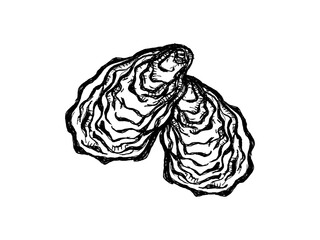 Oysters vector icon. Isolated illustration of an oyster shell. A seafood delicacy. Sketch of food. Fresh sea clam in the shell. Hand-drawn marine animal. Bivalve molluscs. Monochrome element.