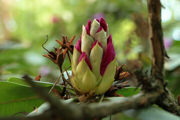 Flower bud.