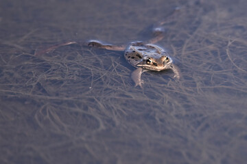 A wood frog (Rana sylvatica) calls for a mate in Reflections Lake, Alaska.