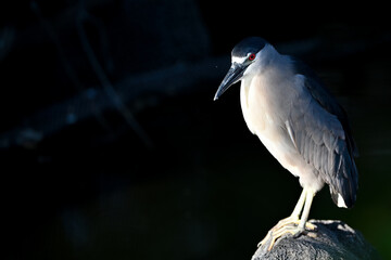 A Black-crowned Night-Heron (Nycticorax nycticorax) watches for fish.