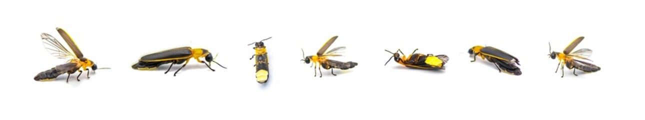 Photinus collustrans - a firefly or fire fly, lightning bug, glowworm an increasingly rare insect...