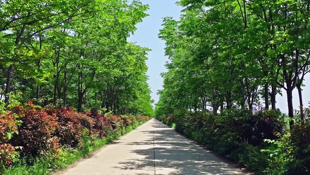 Through rural road and green trees