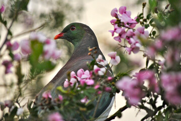 Kereru on branch amongst blossom, New Zealand