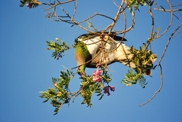 Kereru in tree eating berries, New Zealand