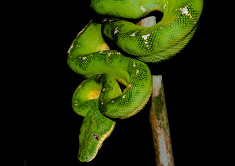 Parrot snake (Corallus batesii ) hunting its prey in the dark of the Amazon rainforest