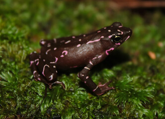 Alerquin frog on the humid soil of the amazonian forest