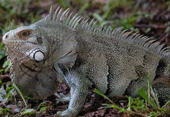 Big Iguana on the grass of the Amazonian fields