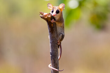 Small eared possum on alert in the amazon rainforest