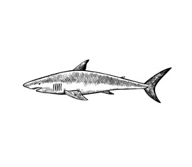 Mako shark. Hand drawn illustrations in retro engraving style.
