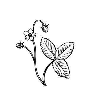 Black and white botanical element. Outline sketch contour illustration of wild forest plant, strawberry. Stylized doodle ink drawing.