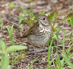 Gray-cheeked Thrush (Catharus minimus) in Galveston during spring migration