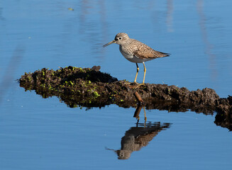 Solitary sandpiper (Tringa solitaria)  with reflection in blue lake, Brazos Bend State Park, Texas, USA