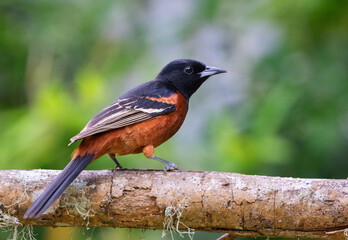 The orchard oriole (Icterus spurius) perched on the tree branch, Galveston, Texas, USA