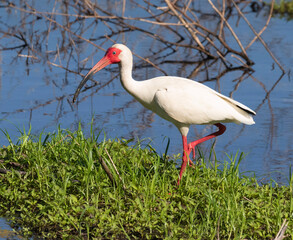 American white ibis at Brazos band state park, Texas, USA