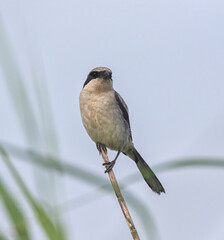 Loggerhead Shrike (Lanius ludovicianus) on a sky background