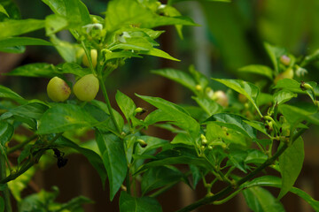 Close-up of a young chili plant on a blurred background. Selective Focus. Text space