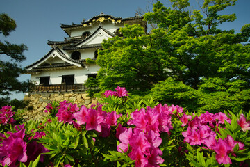 つつじの咲く初夏の彦根城 (2022年4月）