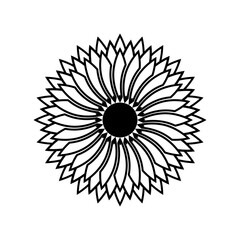 Black line sunflower blooming flower outline icon vector design