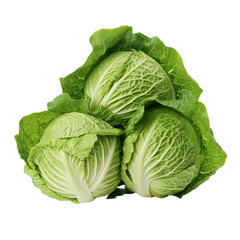 Fototapeta premium cabbage isolated on white background