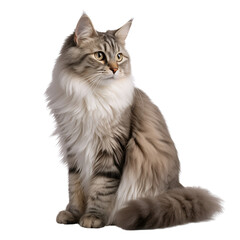 shorthair cat isolate - obrazy, fototapety, plakaty