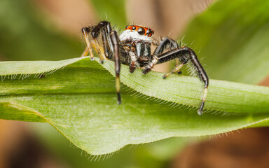 Close up a Jumping spider on green leaf, Selective focus, Macro photos.