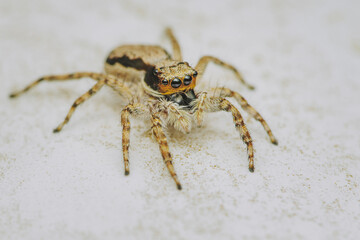 Close up a colorful jumping spider on cement floor, Selective focus, macro shot, Thailand.