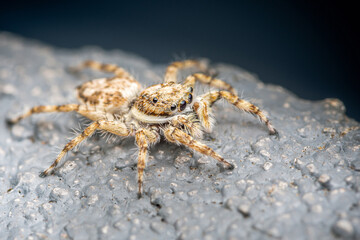 Close up a colorful jumping spider on cement floor, Selective focus, macro shot, Thailand.