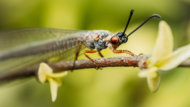 Close up of a Antlion (Myrmeleontidae) perched on branch on nature background, Selective focus, Insect photo in Thailand.