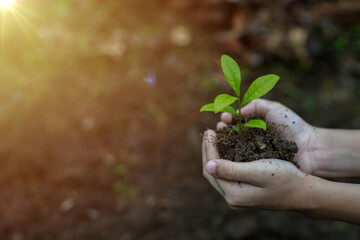 Hands of the farmer are planting the seedlings into the soil