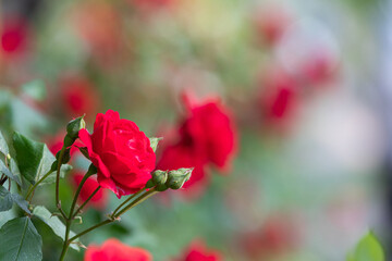 A rose vine found on the side of the road. red rose