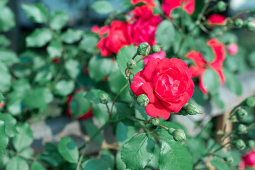 A rose vine found on the side of the road. red rose