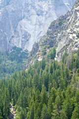 View of the tall green trees at Yosemite National Park