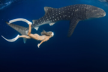 Whale shark and young slim woman in blue ocean. Shark underwater and beautiful lady
