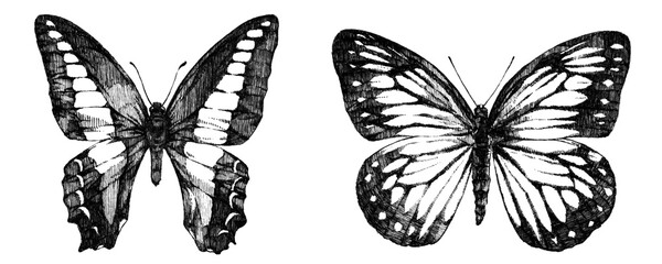Obraz premium 蝶のモノクロイラスト
