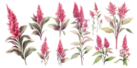 watercolor amaranth plant clipart for graphic resources