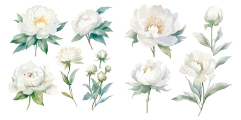 watercolor peony clipart for graphic resources - obrazy, fototapety, plakaty