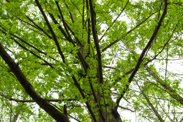 Obraz premium メタセコイアの森(香川県三木町太古の森)