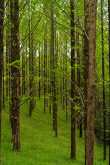 メタセコイアの森(香川県三木町太古の森)