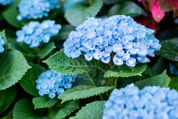 Hydrangea in full bloom in the park flower bed. Petals in blue and purple colors.