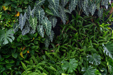 Variety of artificial plant such as the Alocasia, monstera in beautiful nature vertical garden, Green leaves background. Natural tropical background nature forest jungle foliage.