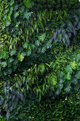 Beautiful vertical garden uses a variety of plants from the tropical rainforest, such as the...