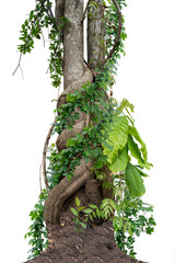 Forest tree trunks with climbing vines twisted liana plant and green leaves  isolated on white...