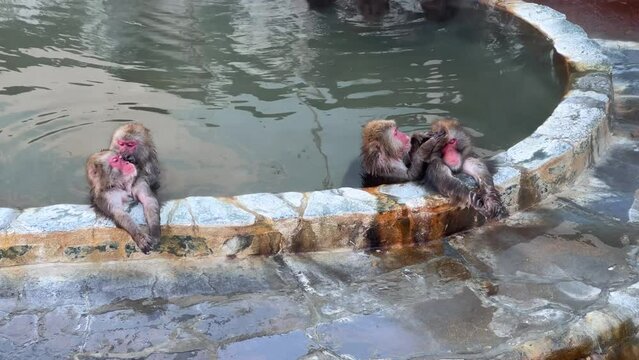 温泉に浸かる猿