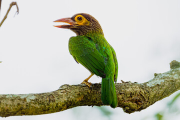 brown headed barbet