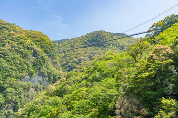 Fototapeta na wymiar 下から見る綾の照葉大吊橋の風景