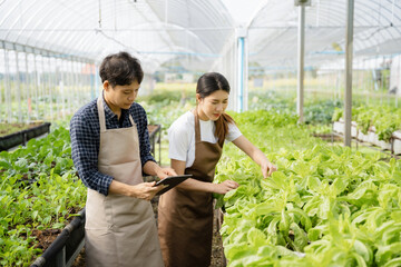 Agriculture uses production control tablets to monitor quality vegetables at greenhouse. Smart farmer using a technology for studying.