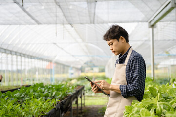 Agriculture uses production control tablets to monitor quality vegetables at greenhouse. Smart farmer using a technology for studying.